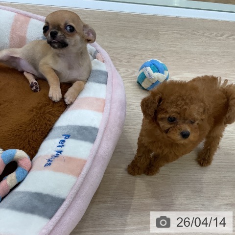 トイ・プードルの写真