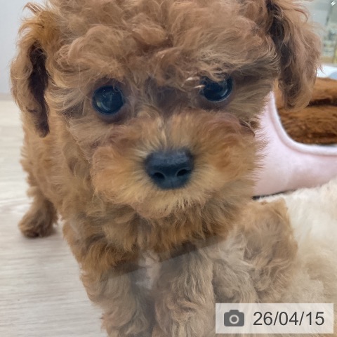 愛知県のトイプードル(トイ) (ペットプラス ナゴヤドーム前店/2026年2月12日生まれ/女の子/レッドフォーン)の子犬の4枚目の画像