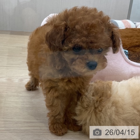 愛知県のトイプードル(トイ) (ペットプラス ナゴヤドーム前店/2026年2月12日生まれ/女の子/レッドフォーン)の子犬の3枚目の画像