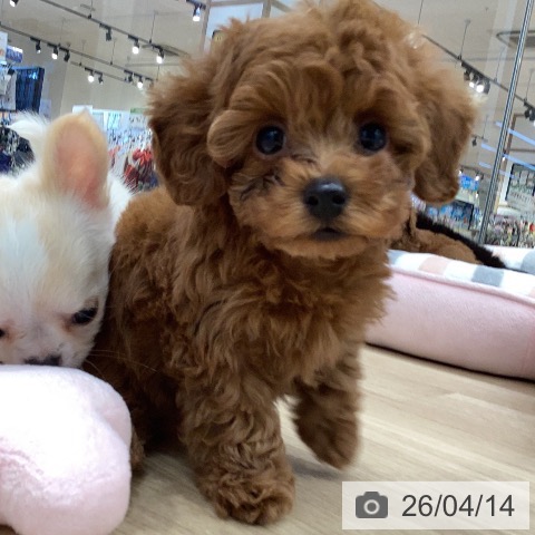 トイ・プードルの写真