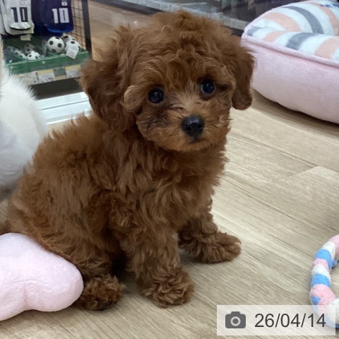 トイ・プードルの写真