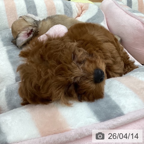 トイ・プードルの写真