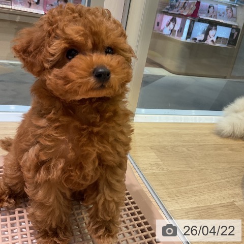 愛知県のトイプードル(トイ) (ペットプラス 岡崎店/2026年2月10日生まれ/男の子/レッド)の子犬の4枚目の画像