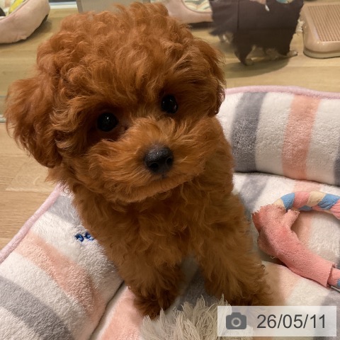 愛知県のトイプードル(トイ) (ペットプラス 岡崎店/2026年2月10日生まれ/男の子/レッド)の子犬の4枚目の画像