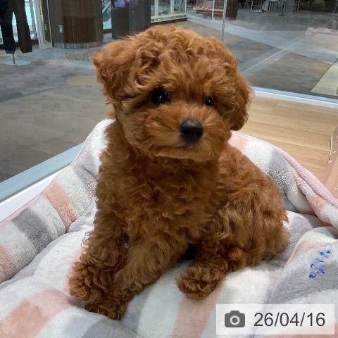 愛知県のトイプードル(トイ) (ペットプラス 岡崎店/2026年2月10日生まれ/男の子/レッド)の子犬の3枚目の画像