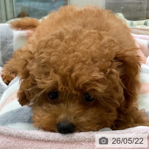愛知県のトイプードル(トイ) (ペットプラス 三好店/2026年2月10日生まれ/男の子/レッド)の子犬の4枚目の画像