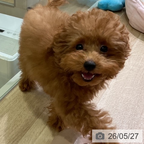 愛知県のトイプードル(トイ) (ペットプラス 三好店/2026年2月10日生まれ/男の子/レッド)の子犬の3枚目の画像