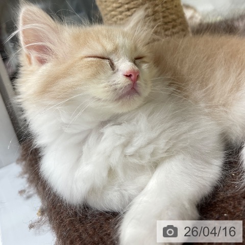 福岡県のスコティッシュフォールド (ペットプラス MARK IS 福岡ももち店/2026年2月10日生まれ/男の子/クリームタビーホワイト)の子猫の4枚目の画像