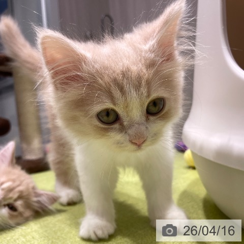 福岡県のスコティッシュフォールド (ペットプラス MARK IS 福岡ももち店/2026年2月10日生まれ/男の子/クリームタビーホワイト)の子猫の3枚目の画像