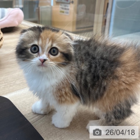 福岡県のスコティッシュフォールド (ペットプラス ららぽーと福岡店/2026年2月10日生まれ/女の子/ブラウンパッチドタビーホワイト)の子猫の4枚目の画像