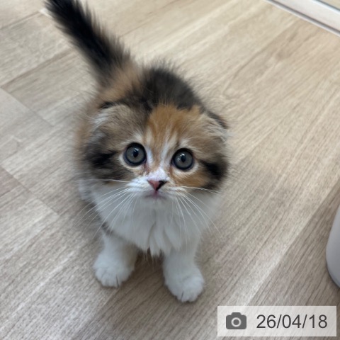 福岡県のスコティッシュフォールド (ペットプラス ららぽーと福岡店/2026年2月10日生まれ/女の子/ブラウンパッチドタビーホワイト)の子猫の3枚目の画像