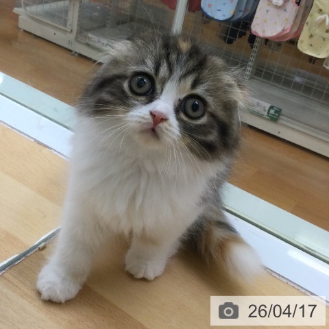 スコティッシュフォールドの写真