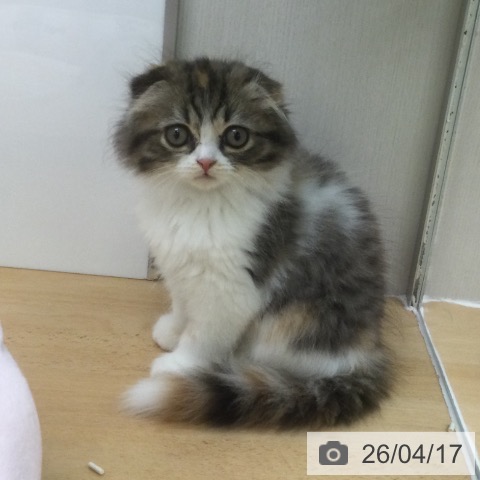 スコティッシュフォールドの写真