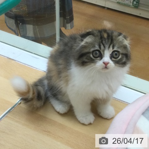 スコティッシュフォールドの写真