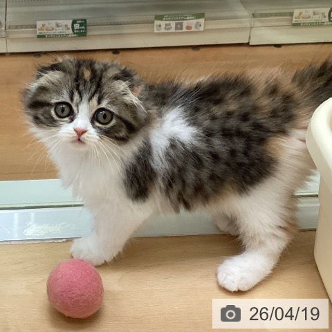 福岡県のスコティッシュフォールド (ペットプラス 黒崎店/2026年2月10日生まれ/女の子/ブラウンパッチドタビーホワイト)の子猫の4枚目の画像
