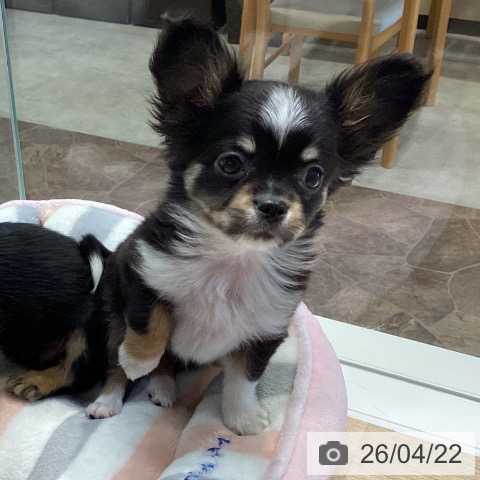 神奈川県のチワワ(ロング) (ペットプラス 座間店/2026年2月13日生まれ/女の子/ブラックタンホワイト)の子犬の4枚目の画像
