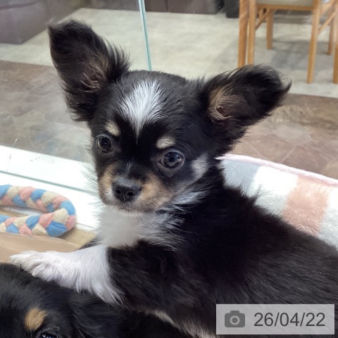 神奈川県のチワワ(ロング) (ペットプラス 座間店/2026年2月13日生まれ/女の子/ブラックタンホワイト)の子犬の3枚目の画像