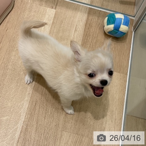 岩手県のチワワ(ロング) (ペットプラス 盛岡南店/2026年2月13日生まれ/男の子/クリームホワイト)の子犬の3枚目の画像