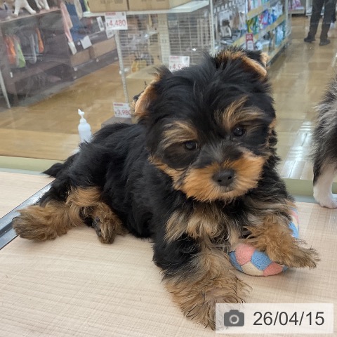 ミニチュア・ダックスフンドの写真