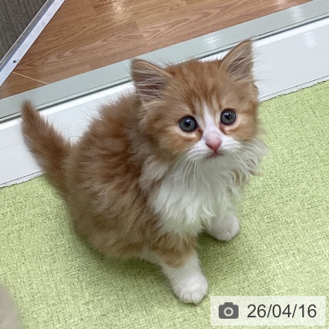 スコティッシュフォールドの写真