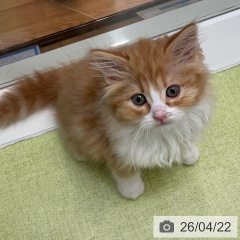 宮城県のスコティッシュフォールド (ペットプラス 仙台泉大沢店/2026年2月12日生まれ/男の子/レッドタビーホワイト)の子猫の3枚目の画像