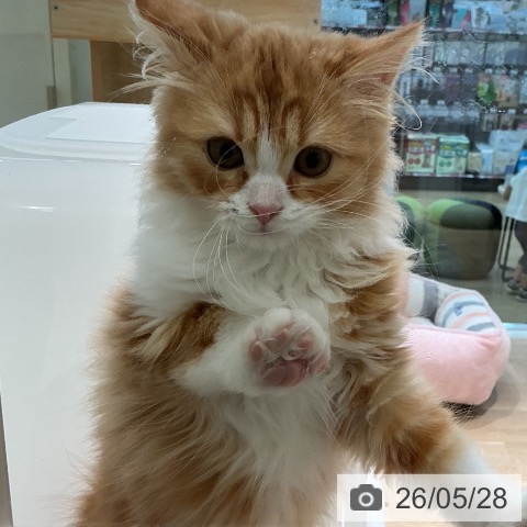 スコティッシュフォールドの写真