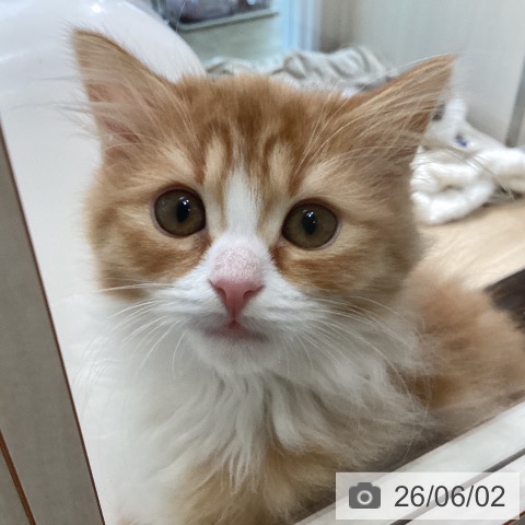 スコティッシュフォールドの写真