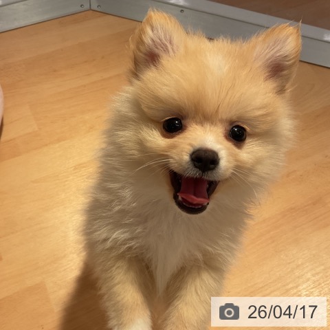 ポメラニアンの写真