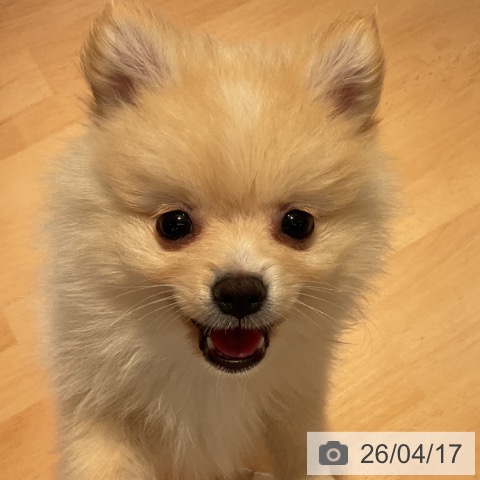 ポメラニアンの写真