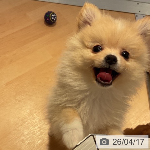 ポメラニアンの写真