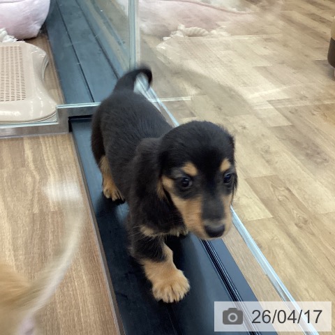 茨城県のミニチュアダックスフンド(ロング) (ペッツワン つくば店/2026年2月13日生まれ/男の子/ブラックタン)の子犬の4枚目の画像