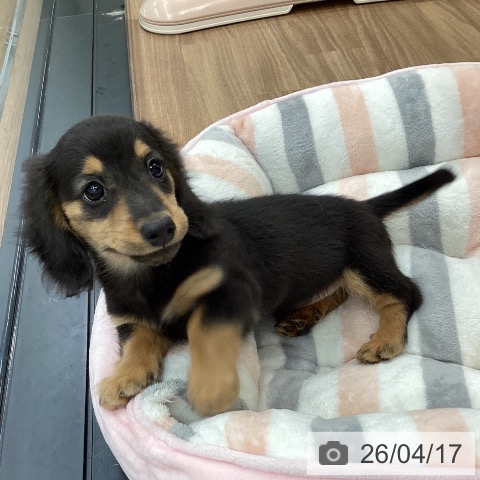 茨城県のミニチュアダックスフンド(ロング) (ペッツワン つくば店/2026年2月13日生まれ/男の子/ブラックタン)の子犬の3枚目の画像