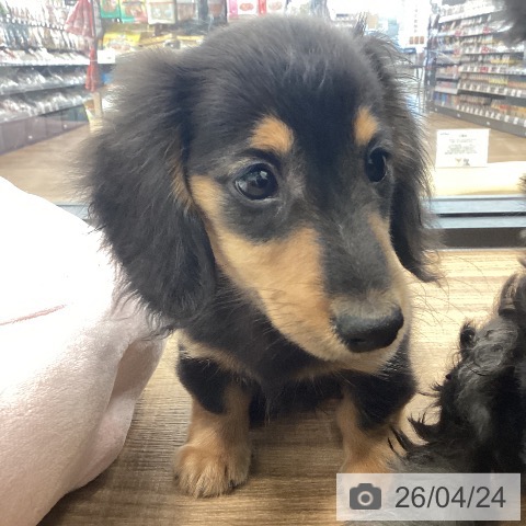 千葉県のミニチュアダックスフンド(ロング) (ペットプラス 木更津店/2026年2月13日生まれ/男の子/ブラックタン)の子犬の4枚目の画像