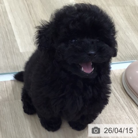 トイ・プードルの写真