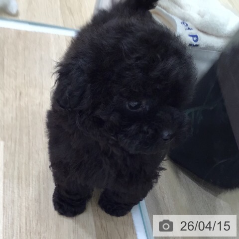 トイ・プードルの写真