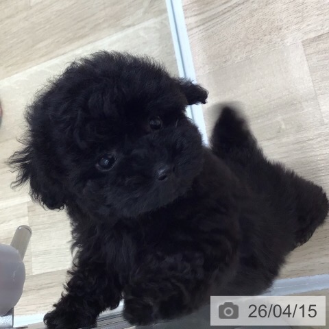 トイ・プードルの写真