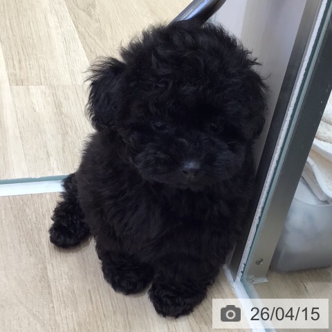 トイ・プードルの写真