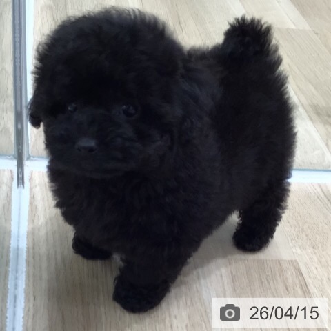 トイ・プードルの写真