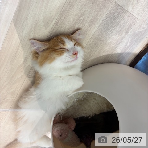 マンチカンの写真