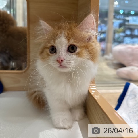 東京都のマンチカン (ペットプラス アクアシティお台場店/2026年2月13日生まれ/男の子/レッドタビーホワイト)の子猫の4枚目の画像