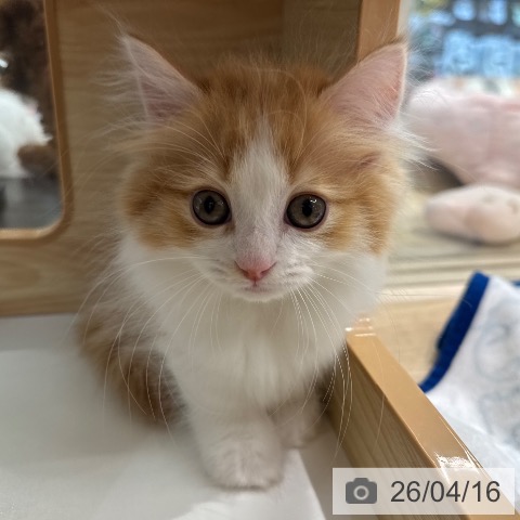 東京都のマンチカン (ペットプラス アクアシティお台場店/2026年2月13日生まれ/男の子/レッドタビーホワイト)の子猫の3枚目の画像