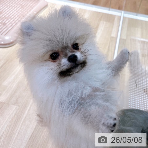 ポメラニアンの写真