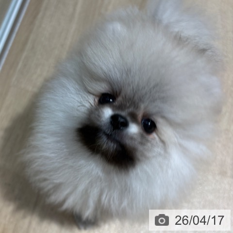 大阪府のポメラニアン (ペットプラス イオン大日店/2026年2月6日生まれ/男の子/ウルフセーブル)の子犬の3枚目の画像