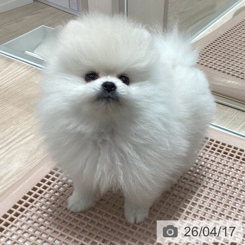 石川県のポメラニアン (ペットプラス 白山店/2026年2月6日生まれ/男の子/クリーム)の子犬の4枚目の画像