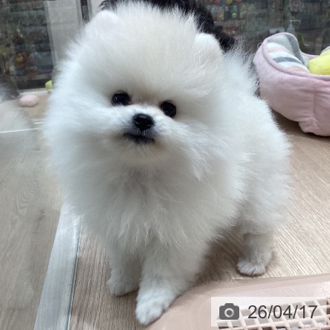 石川県のポメラニアン (ペットプラス 白山店/2026年2月6日生まれ/男の子/クリーム)の子犬の3枚目の画像