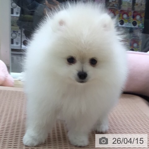 ポメラニアンの写真