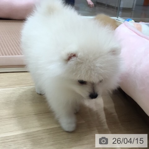 ポメラニアンの写真