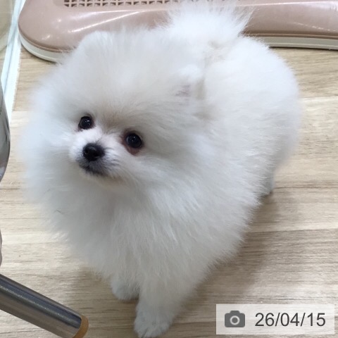 ポメラニアンの写真