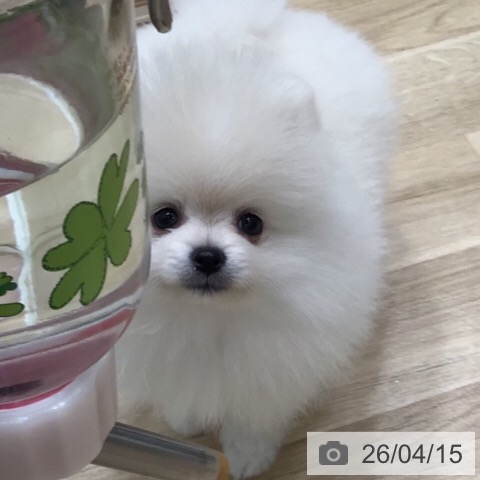 ポメラニアンの写真