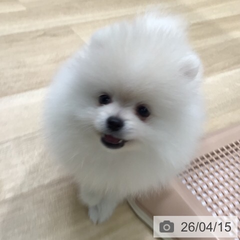 ポメラニアンの写真